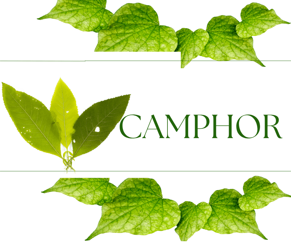 Camphor Essential Oil - Scents By Shaizy