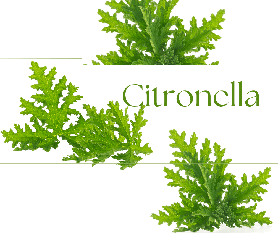 Citronella Essential Oil - Scents By Shaizy