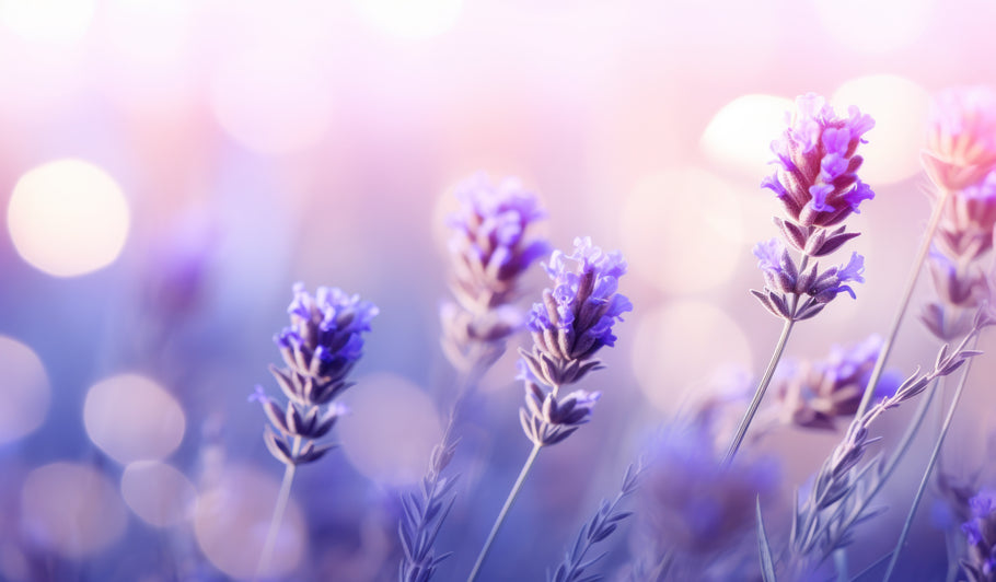 "Unlocking the Power of Lavender: Creative Ways to Use Lavender in Your Daily Life"
