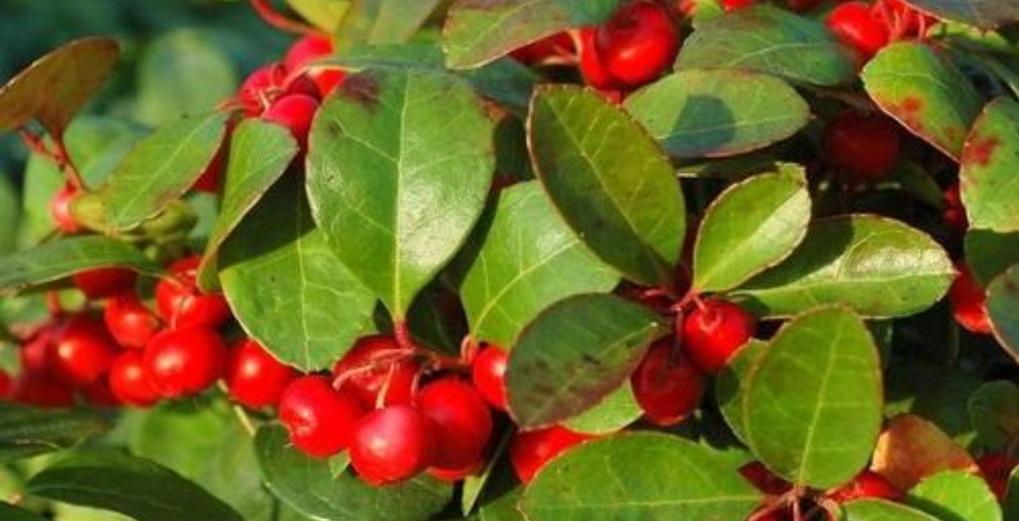 Wintergreen Essential Oil - Scents By Shaizy